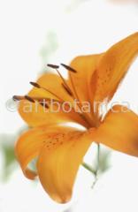 Lilie-orange-Lilia-4
