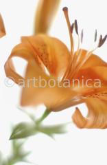 Lilie-orange-Lilia-7