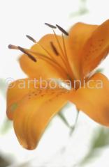 Lilie-orange-Lilia-3