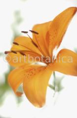 Lilie-orange-Lilia-5