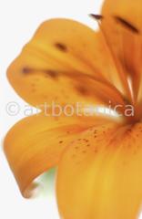 Lilie-orange-Lilia-15