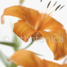 Lilie-orange-Lilia-10