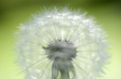 Löwenzahn-Taraxum-officinale-31