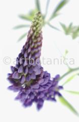 Lupine-Lupinus-2