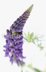 Lupine-Lupinus-1