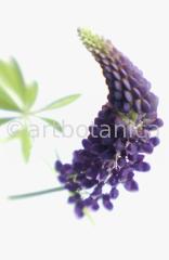Lupine-Lupinus-3