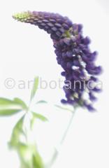 Lupine-Lupinus-4