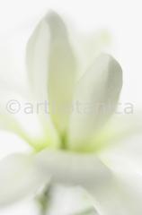 Sternmagnolie-Magnolia-stellata-8