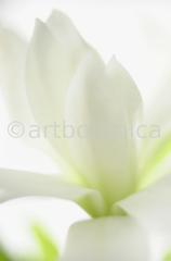 Sternmagnolie-Magnolia-stellata-7