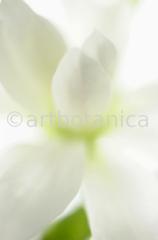 Sternmagnolie-Magnolia-stellata-9