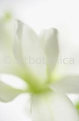 Sternmagnolie-Magnolia-stellata-4