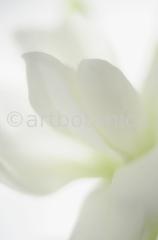 Sternmagnolie-Magnolia-stellata-2