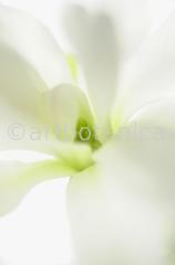 Sternmagnolie-Magnolia-stellata-11