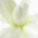 Magnolie Stern-Magnolia stellata