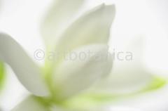 Sternmagnolie-Magnolia-stellata-5