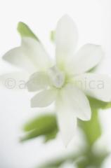 Sternmagnolie-Magnolia-stellata-14