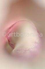 Magnolie-Magnolia-14