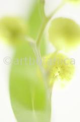 Mimose-Mimosa-pudica-2