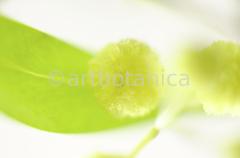 Mimose-Mimosa-pudica-8