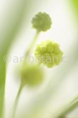 Mimose-Mimosa-pudica-6