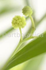 Mimose-Mimosa-pudica-5