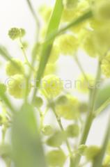 Mimose-Mimosa-pudica-3