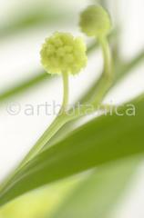 Mimose-Mimosa-pudica-1