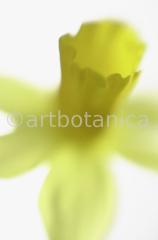 Narzisse-gelb-Narcissus-2