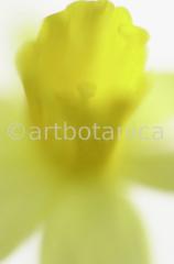 Narzisse-gelb-Narcissus-4