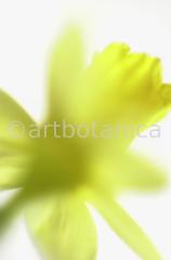 Narzisse-gelb-Narcissus-16