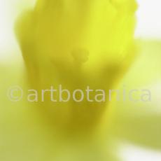 Narzisse-gelb-Narcissus-4