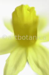 Narzisse-gelb-Narcissus-15