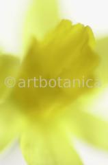 Narzisse-gelb-Narcissus-3