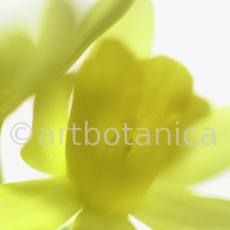 Narzisse-gelb-Narcissus-10