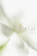 Narzisse-weiss-Narcissus-7