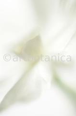 Narzisse-weiss-Narcissus-6