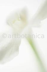 Narzisse-weiss-Narcissus-11