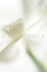 Narzisse-weiss-Narcissus-2