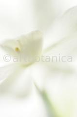 Narzisse-weiss-Narcissus-5