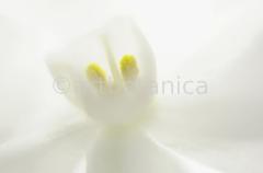 Narzisse-weiss-Narcissus-10