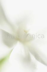 Narzisse-weiss-Narcissus-3