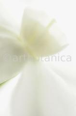 Narzisse-weiss-Narcissus-4