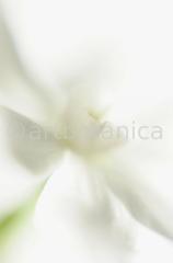 Narzisse-weiss-Narcissus-8