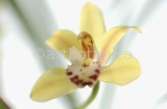 Orchideen-Cymbidie-23