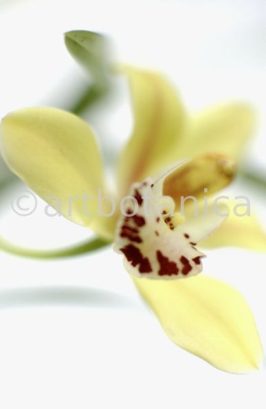Orchideen-Cymbidie-18
