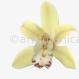 Orchideen-Cymbidien