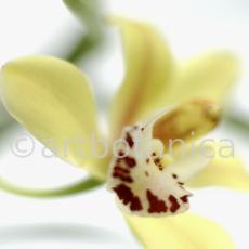 Orchideen-Cymbidie-18