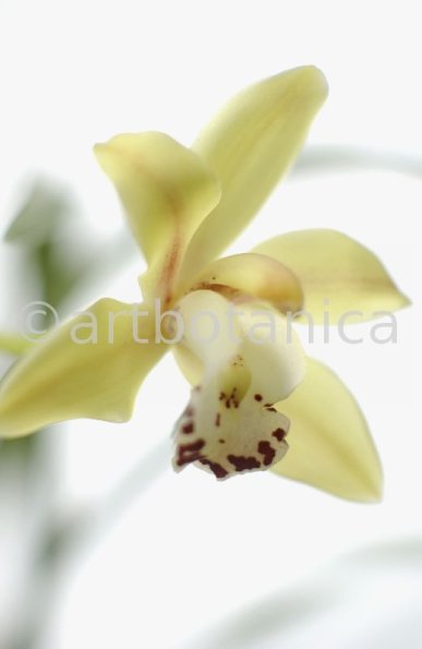 Orchideen-Cymbidie-3