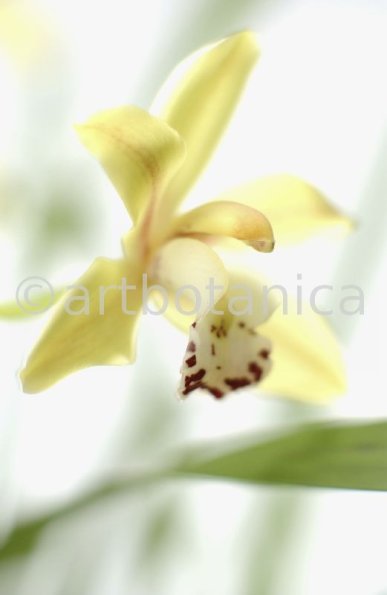 Orchideen-Cymbidie-12