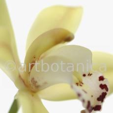 Orchideen-Cymbidie-11